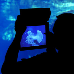 Photographing a jellyfish aquarium.